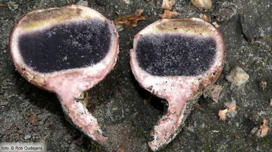 aardappelbovist onbekend