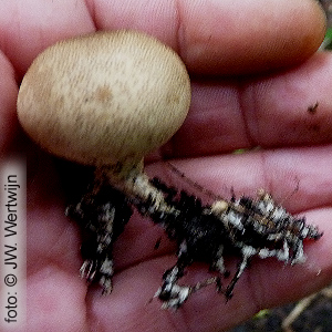 Wortelende aardappelbovist(Scleroderma verrucosum)
