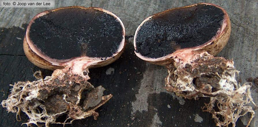 Scleroderma verrucosum