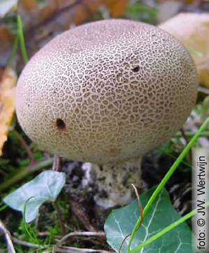 Scleroderma verrucosum