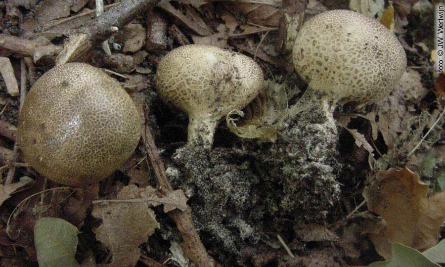 Scleroderma verrucosum