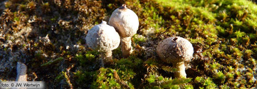 Gesteelde stuifbal, Tulostoma brumale