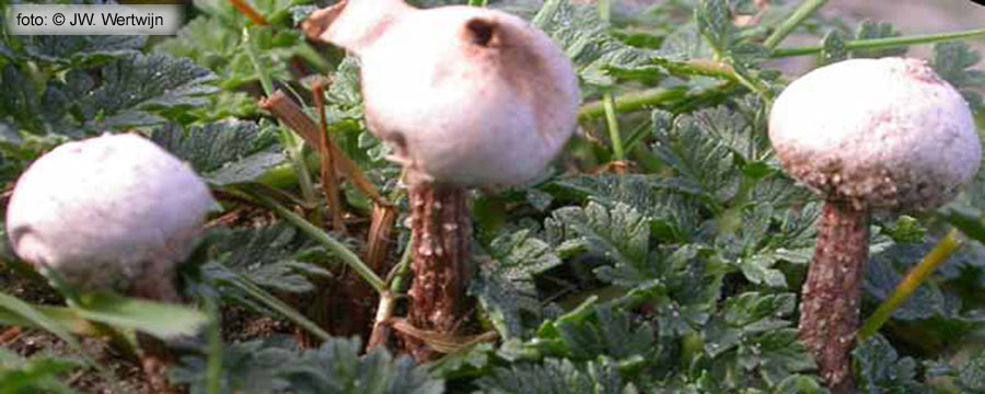 Tulostoma fimbriatum