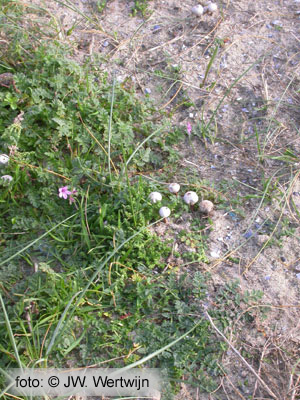 vegetatie tulostoma fimbriatum