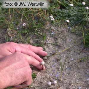 Tulostoma fimbriatum