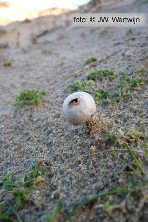 Tulostoma fimbriatum
