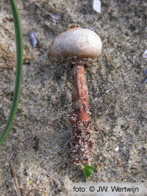 Tulostoma fimbriatum
