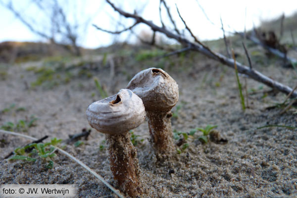 Tulostoma fimbriatum
