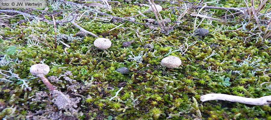 vegetatie Tulostoma melanocyclum