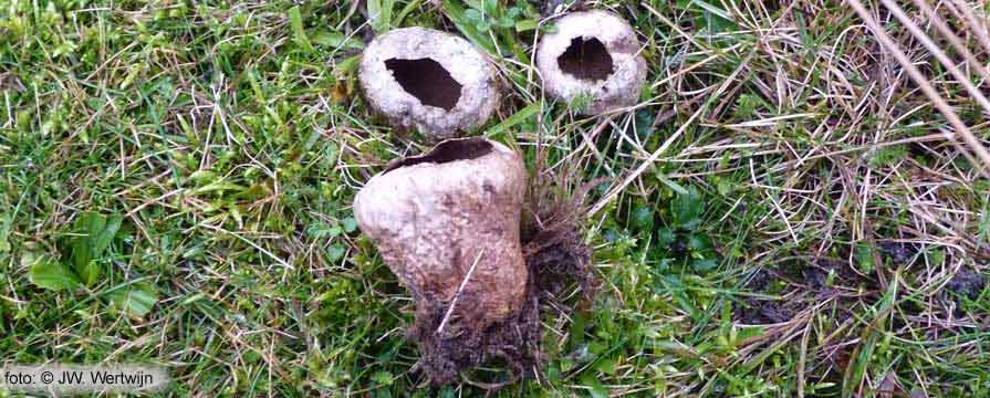 Afgeplatte stuifzwam (Vascellum pratense)