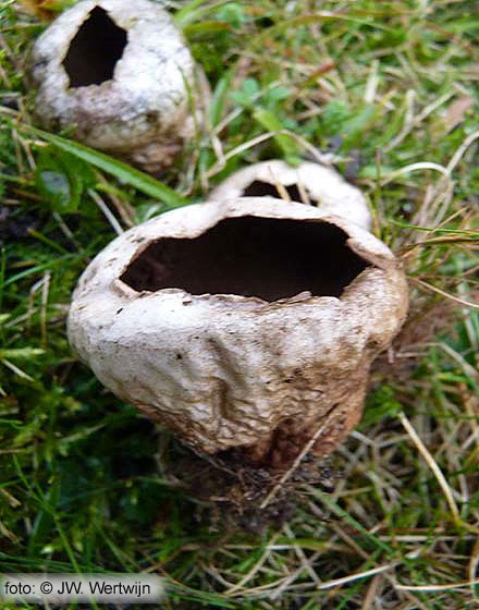 Afgeplatte stuifzwam (Vascellum pratense)