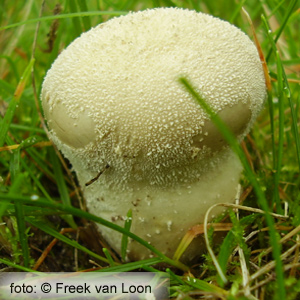 Afgeplatte stuifzwam (Vascellum pratense)