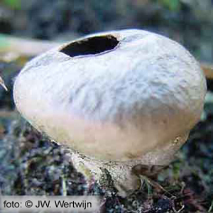Afgeplatte stuifzwam (Vascellum pratense)