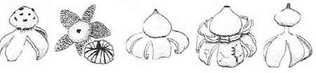 Drawing: earthstars look alike species