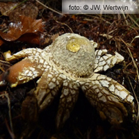 weerhuisje (Astraeus hygrometricus [Pers.] Morgan)