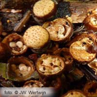 Common Bird's Nest (Crucibulum crucibuliforme)