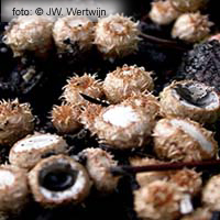 Field Bird's Nest (Cyathus olla)