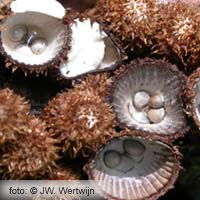Fluted Bird's Nest (Cyathus striatus)