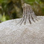 Field Earthstar (Geastrum campestre)