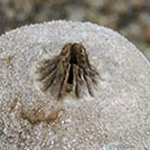 Field Earthstar (Geastrum campestre)