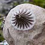 Dwarf Earthstar (Geastrum schmidelii)