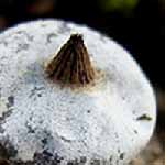 Striate Earthstar (Geastrum striatum