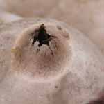 Collared Earthstar (Geastrum triplex)