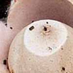 Collared Earthstar (Geastrum triplex)