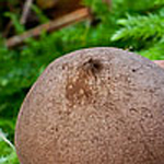 Rosy Earthstar (Geastrum rufescens)