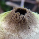 Felty Earthstar (Geastrum saccatum)