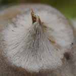 Felty Earthstar (Geastrum saccatum)