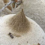 Elegant Earthstar (young) (Geastrum elegans)