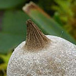 Elegant Earthstar (old) (Geastrum elegans)