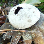 Barometer Earthstar (Astraeus  hygrometicus)