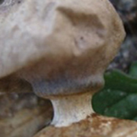 Dwarf Earthstar (G. schmidelii)