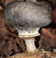 Striate Earthstar (G. striatum)