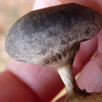 Beaked Earthstar (G. pectinatum)