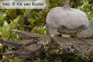 Geastrum campestre