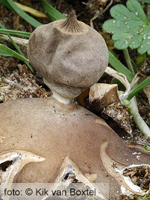 Field Earthstar (Geastrum campestre)