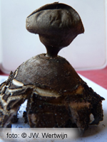Crowned Earthstar (Geastrum coronatum)