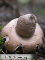 Bruine aardster (Geastrum elegans)