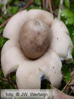 Gewimperde aardster (Geastrum fimbriatum)