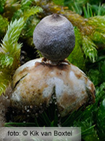 Tiny Earthstar (Geastrum minimum)