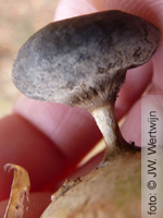 >Beaked Earthstar (Geastrum pectinatum)