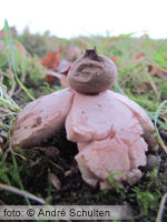Roze aardster (Geastrum rufescens)