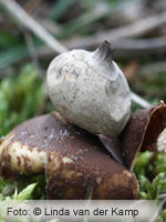 Felty Earthstar (Geastrum saccatum) 