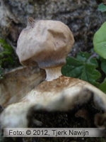 Dwarf Earthstar (Geastrum schmidelii)