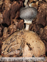 Striate Earthstar (Geastrum striatum)