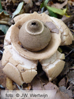 Collared Earthstar (Geastrum triplex) 