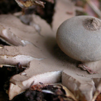 Geastrum pectinatum